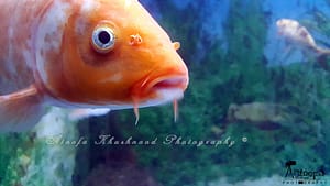 Science City Kolkata