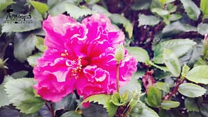 Science City Kolkata