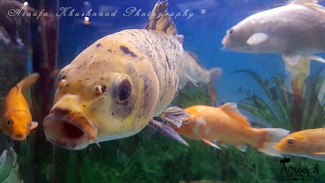 Science City Kolkata